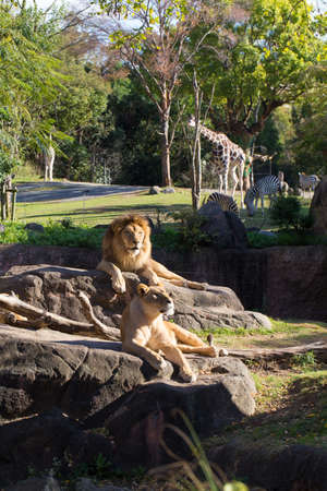 Panthera Leo, the couple of African lion male and female in Tennoji Zoo, Osaka, Japanの写真素材