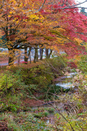 Autumn Japan, the freshness of yellow to red shades of maple tree along small stream in nature at Okunoin, Koyasan, Wakayama, Japan.の写真素材