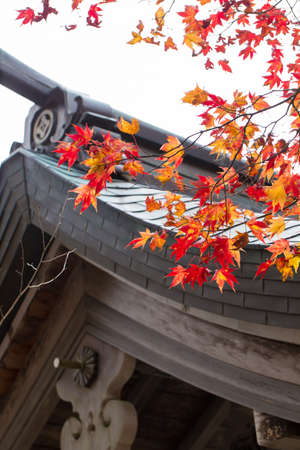 Japanese temple roof, the unique ancient temple roof with blossom red maple decorated in Okunoin,...
