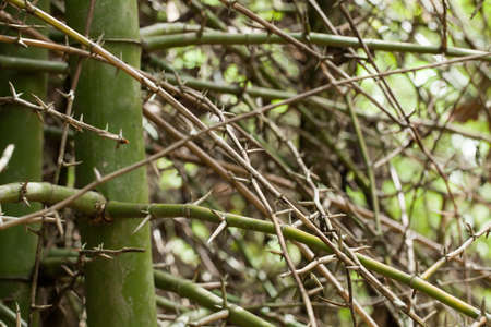 Bamboo spine, Close up to Texture of Bamboo spine showing sharp thorn in the wood