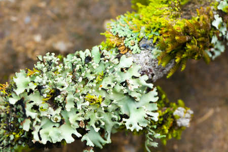 Lichen dampness, green fresh and moist of various lichen growing in rain forest humidity of Thailand natureの写真素材