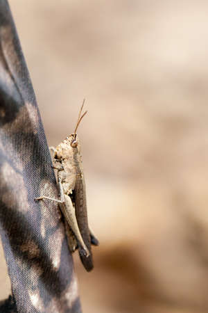 Grasshopper, brown grasshopper catching tent in the forest, Thailandの写真素材