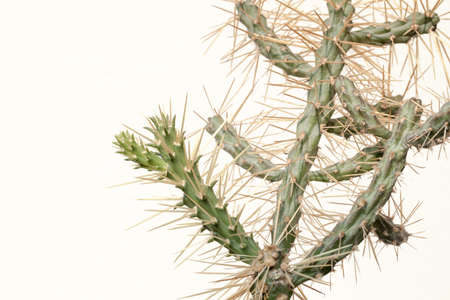 cactus, Sharp needle spine of Opuntia Cylindropuntia Cholla isolate in house gardenの写真素材
