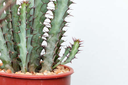 Euphorbia Greenwayi, close up to pattern of Euphorbia Greenwayi showing spinesの写真素材