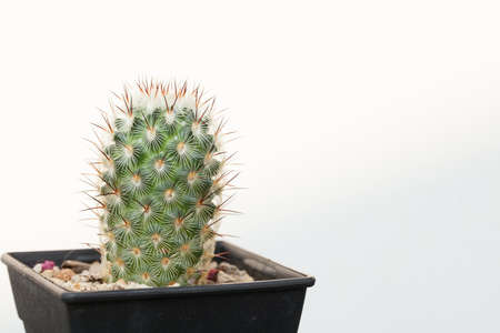Mammilaria droegeana cactus, nice pattern spine of Mammilaria Droegeana cactus in black plastic pot.の写真素材