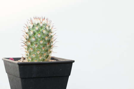 Mammilaria droegeana cactus, nice pattern spine of Mammilaria Droegeana cactus in black plastic pot.の写真素材