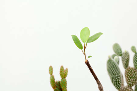 green life, the young leaves of Banyan tree branch new growing among cactusの写真素材