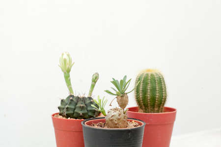 cactus, group of various type cactus and succulent Euphorbia put together in house garden