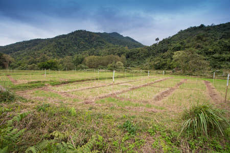 wheat field, a home made wheat field with mountain view in country side, Thailandの写真素材