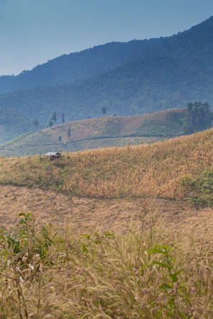 corn valley, scene of damaged mountain and forest by corn field industry in Thailandの写真素材