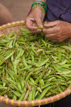 A farmer hand selecting green pea in local weave basket at the market, Vietnam