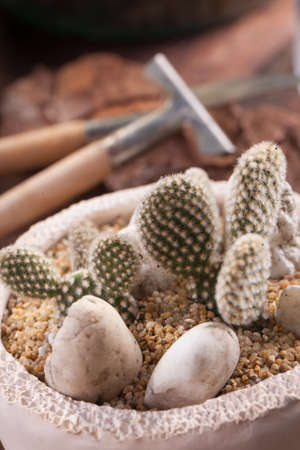 Opuntia Microdasys cactus arranging together in white pot decorated with small rocks and sand.の写真素材