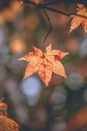 yellow orange and red maple tree in Autumn season, Mouth Koya, Wakayama, Japanの写真素材