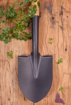 garden's black shovel made from coated steel put vertically on wood background with small fern plant.の写真素材