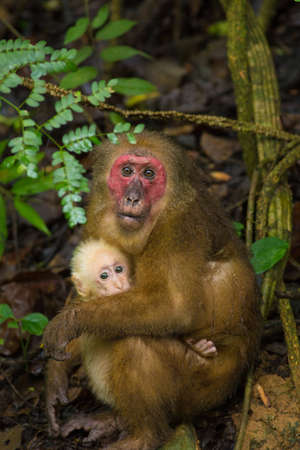 Close up red face of Stump-tailed Macaque monkey in the rainforest, Thailandの写真素材