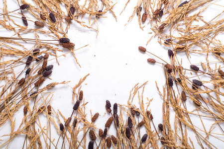 Dried grass and rice put on white background with center copy space top view.の写真素材