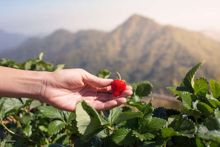 A hand picked fresh strawberries at strawberry plantation farm with mountain view.の写真素材