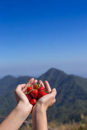 fresh strawberries in human hand, on nature background.の写真素材