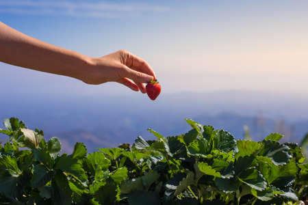 A hand picked fresh strawberry from strawberry plantation farm with beautiful nature background.