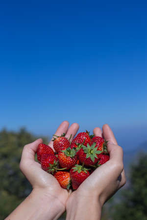A hand picked fresh strawberries at strawberry plantation farm with mountain view.