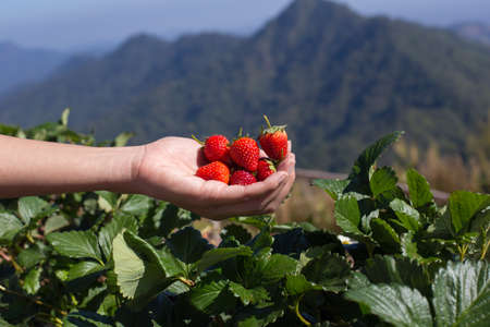 A hand picked fresh strawberries at strawberry plantation farm with mountain view.の写真素材