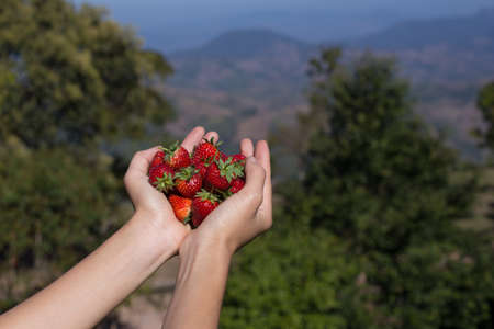 A hand picked fresh strawberries at strawberry plantation farm with mountain view.の写真素材