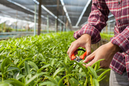 Worker taking care of orchid plant growing in orchid farm, Thailand.の写真素材