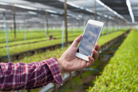 A hand using smart phone taking photo of purple orchid in orchid farm.の写真素材