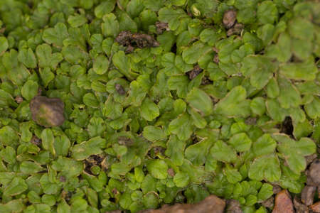Green moss on dampness ground showing texture.の写真素材