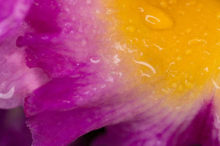Close up to purple Thai orchid with water drops.