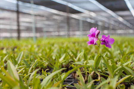 Purple orchid stem growing blossom fresh in orchid farm, Thailand.の写真素材