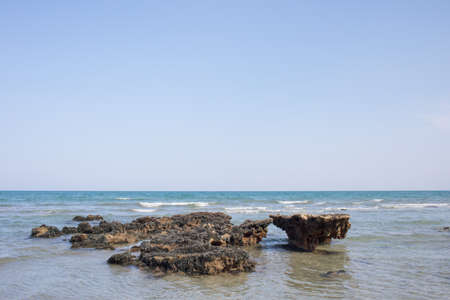 Texture of biology at the sea shore showing mussel reef on the beach wildlife.の写真素材