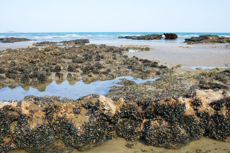 Texture of biology at the sea shore showing mussel reef on the beach wildlife.