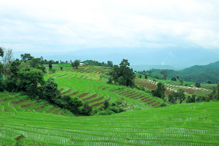 green terraced rice field at pa bong piang village, Chiangmai, Thailand.