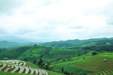 Green Terraced Rice Field at Pa Bong Piang village, Chiangmai, Thailand.
