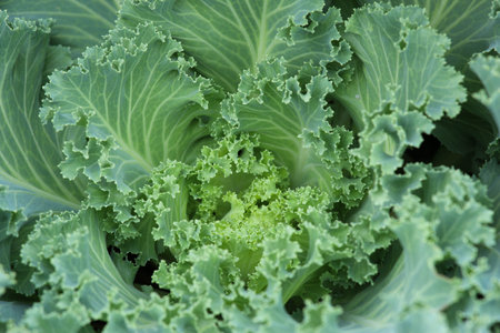 Close Up ornamental cabbage in the garden.