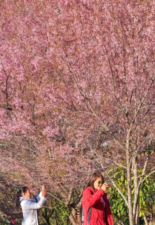 CHIANG MAI, Thailand - 22 January 2018 : Tourists taking pictures of the beautiful cherry blossom tree garden at Khun Chang Kian, Chiangmai, Thailand.のeditorial素材