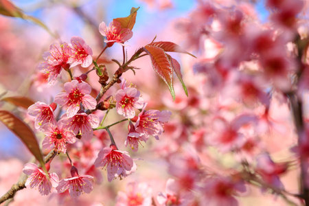 Close-up,Cherry Blossom or sakura flowers at Khun Chang Kian, Chiangmai, Thailand.