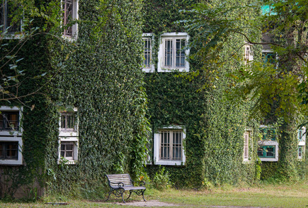 Vintage House Covered by Green Ivy in the park.の写真素材