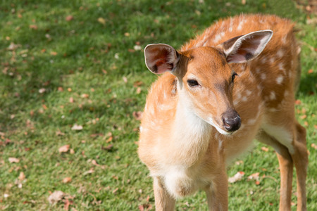 Chital deer or spotted deer (Axis deer) female in the forest.の写真素材