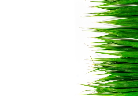 Green leaves texture and isolated backgproundの写真素材