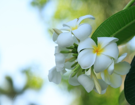 white and yellow flower plumeria in gradenの写真素材