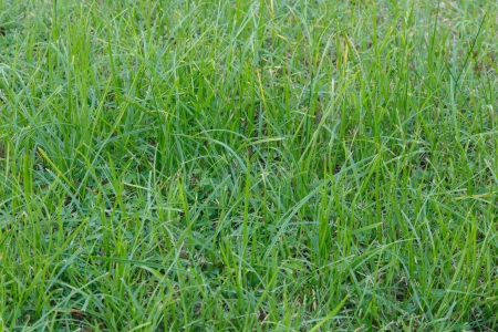 Green leaves wall background and textureの写真素材