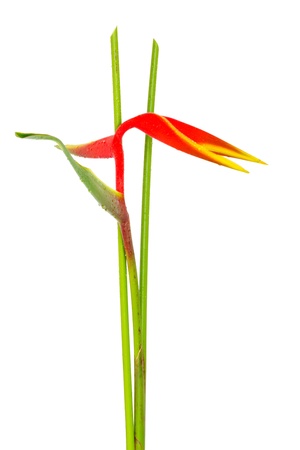 Heliconia flower isolated and white backgroundの写真素材
