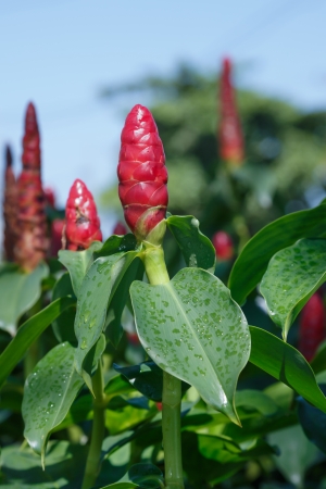Red Ginger flower close up in gardenの写真素材