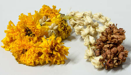 Garlands wither on a white background.の写真素材
