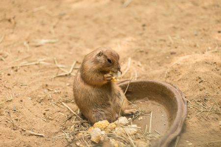 Prairie dog also known as genus cynomys eating a cornの写真素材