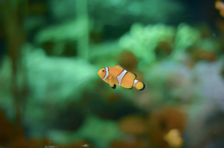 clown fish or anemone fish on dark blue background with transparent water in aquariumの写真素材