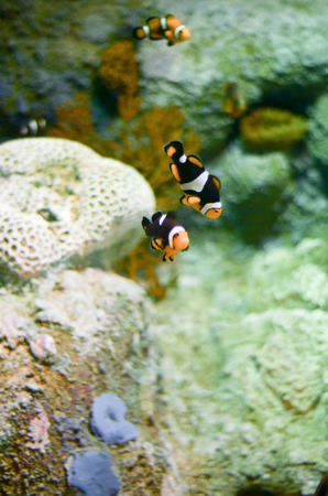 clown fish or anemone fish on dark blue background with transparent water in aquariumの写真素材