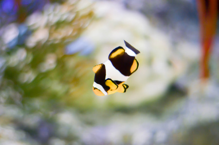 clown fish or anemone fish on dark blue background with transparent water in aquariumの写真素材